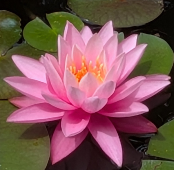 睡蓮